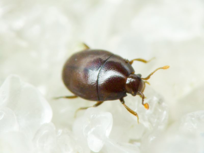 Acritus minutus (Herbst, 1791)